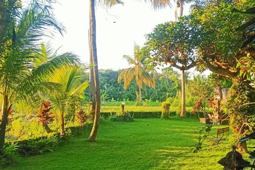 Der Garten mit Kokospalmen am Rand der Reisfelder